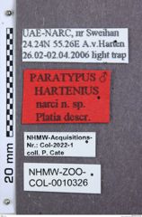 Etikette zu Hartenius narci (NHMW-ZOO-COL-0010326)